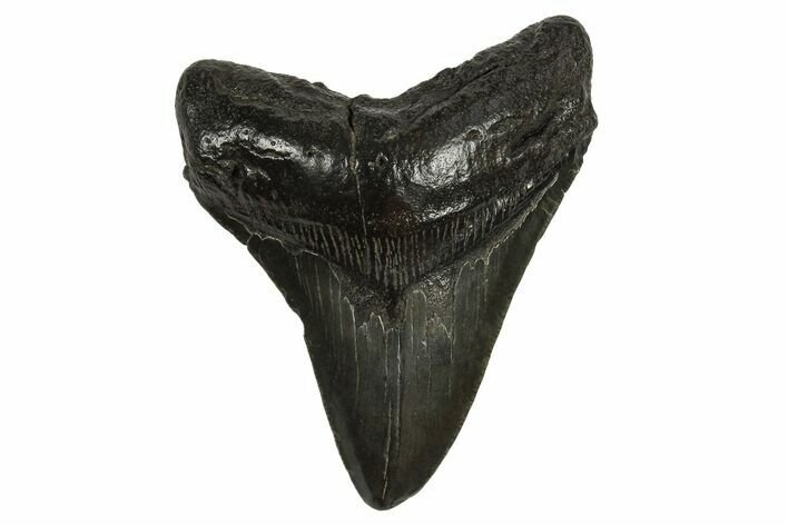 Fossil Megalodon Tooth - South Carolina #295895